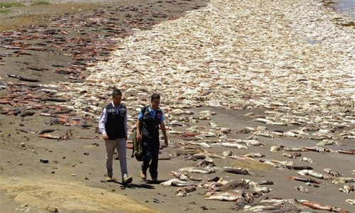 Thousands of dead squid wash up on beach in Chile