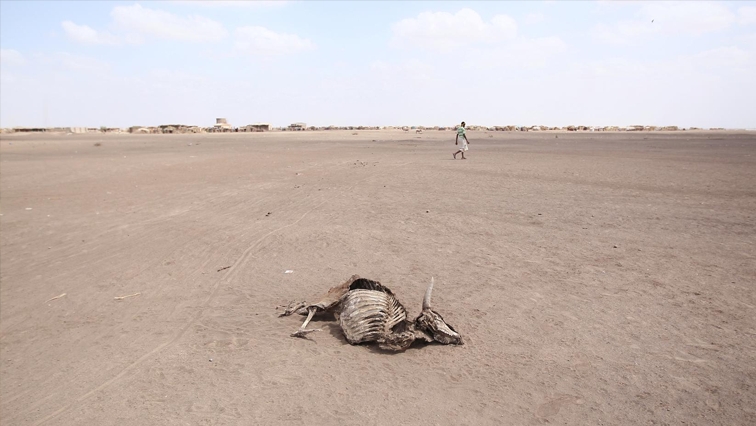 Drought forces Namibia to auction 1,000 wild animals