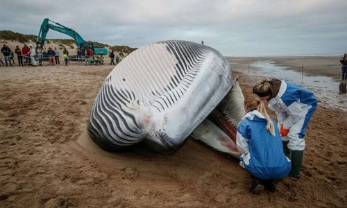 Endangered fin whale washes up on Belgian beach