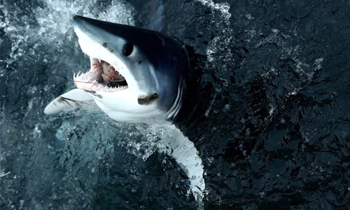 Shark kills fisherman