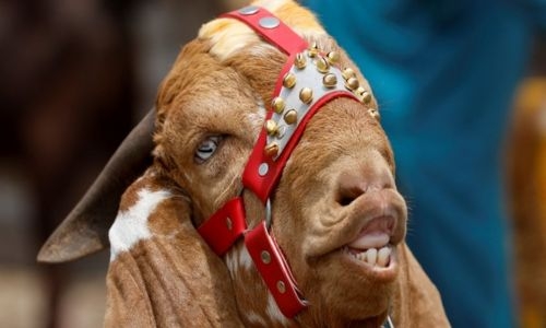 Pak man arrested for selling sacrificial goat with plastic teeth