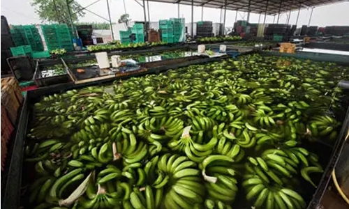 'Green fuel': Bananas to help wean Angola off oil