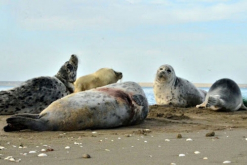 2,000 rare seals die in a month 