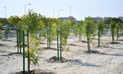 Afforestation campaign achieves significant success