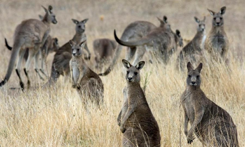 Men wanted for torturing kangaroos in Australia