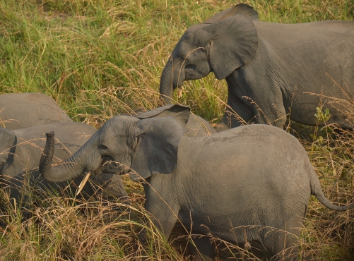 Elephant slaughtered and eaten in DR Congo