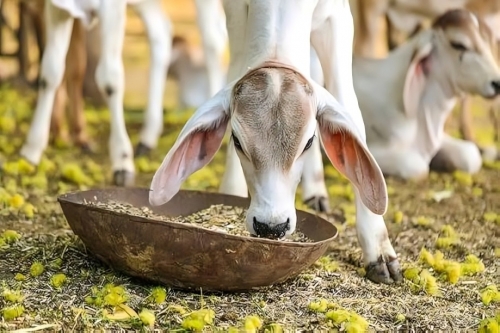 Parliamentary Committee Seeks Exempting Animal Feed from VAT