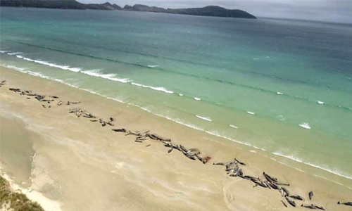 145 stranded pilot whales die on remote New Zealand beach