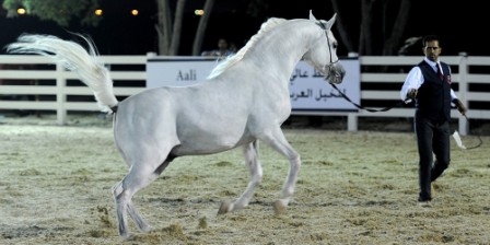 Shaikh Nasser directs organising Faisal Bin Hamad Arabian horse race