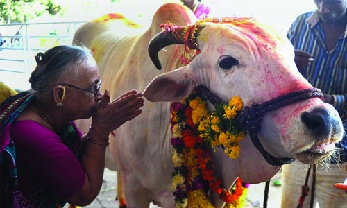 India state greenlights life sentences for cow slaughter