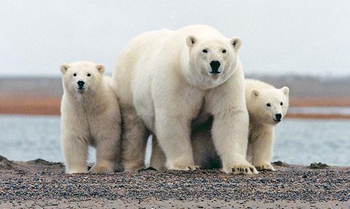 Climate change could slash polar bear numbers by 2050