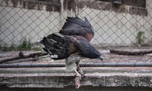 Birds get new wings at Brazil rehab center