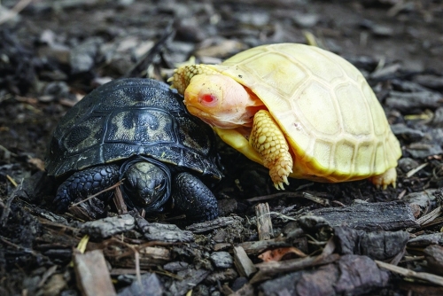 Rare albino Galapagos giant tortoise born at Swiss zoo