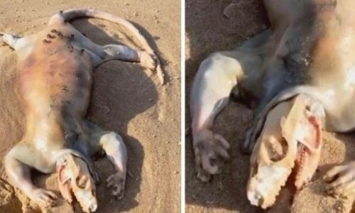 Strange 'alien' creature that washed up on Australian beach has finally been identified