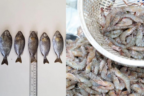 Ban enforced on catching and selling undersized marine species