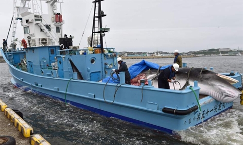 Whaling ships set sail as Japan resumes commercial hunts