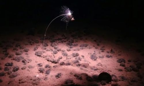 Deep ocean ‘dark oxygen’ find could rewrite Earth’s history