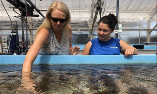 Scientists reproduce coral in lab, offering hope for reefs