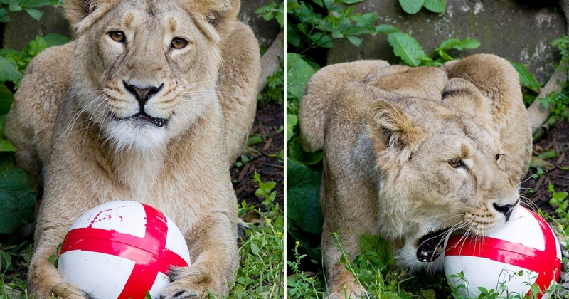  Three lions have kickabout to roar England to World Cup
