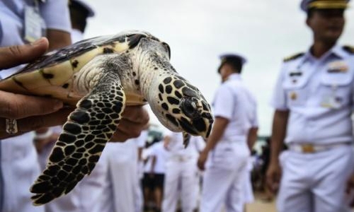 Thais free 1,066 turtles to celebrate King's birthday