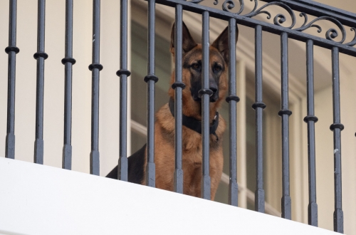 Bidens’ dog Commander removed from White House