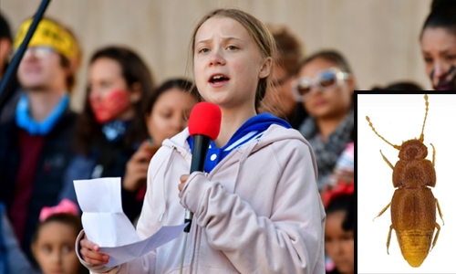 UK museum names blind beetle after Greta Thunberg