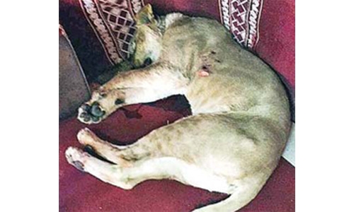 Kuwaiti killed by pet lion in Saudi Arabia