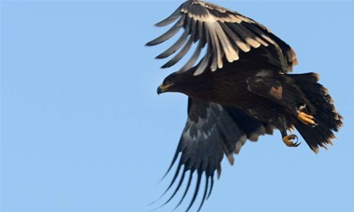 Roaming Russian eagles leave scientists broke