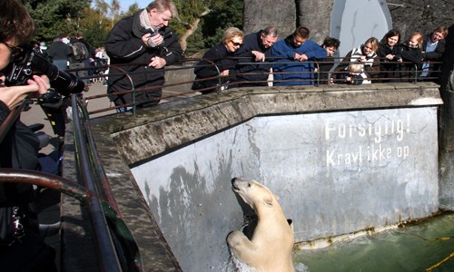 Man jumps into polar bear's pit at zoo