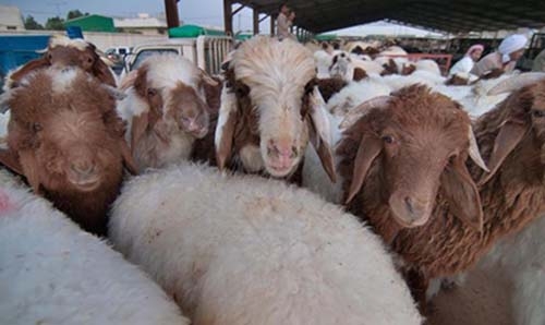 16,000 sheep available for Ramadan