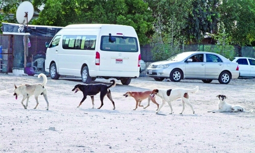 BD13k proposed for stray dog issue 