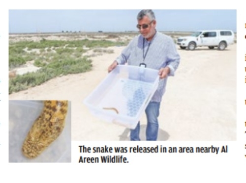 Desert snake caught from Riffa neighbourhood