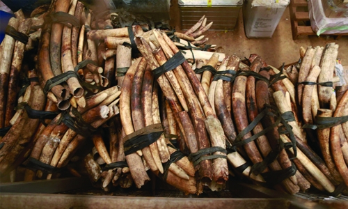 Two tonnes of elephant tusks seized in Vietnam