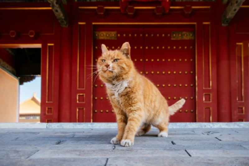 Mystic moggy: China mourns ‘psychic’ W. Cup cat