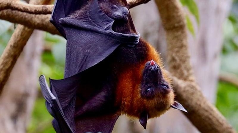 No cases of Nipah virus detected in Bahrain