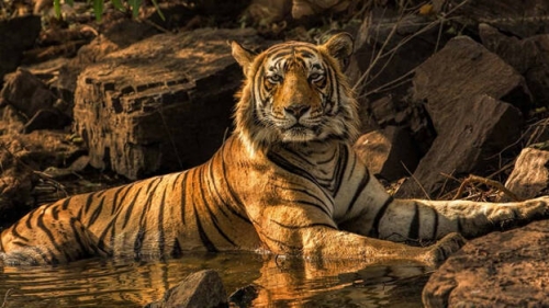 India plans ‘historic’ tiger transfer to Cambodia this year