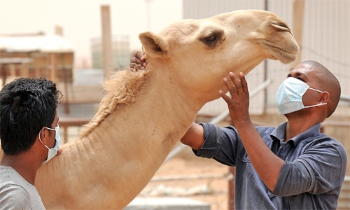 Saudi MERS patient is a camel breeder