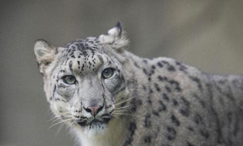 Global warming threatens iconic snow leopard