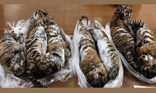 Seven dead tigers found in car in Vietnam