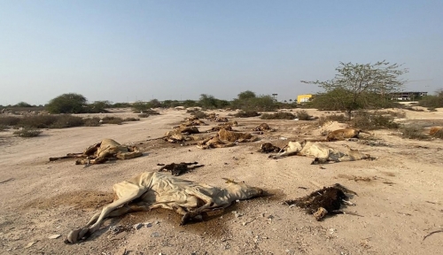 Dozens of dead animals dumped in Hamala open area near farms and stables
