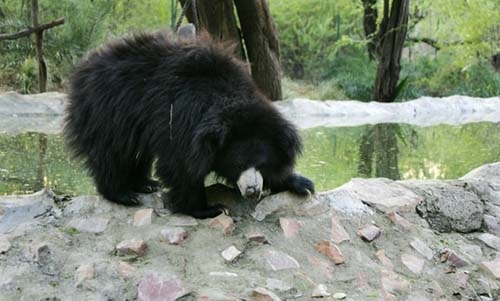 Wild bear kills three people in India before being shot