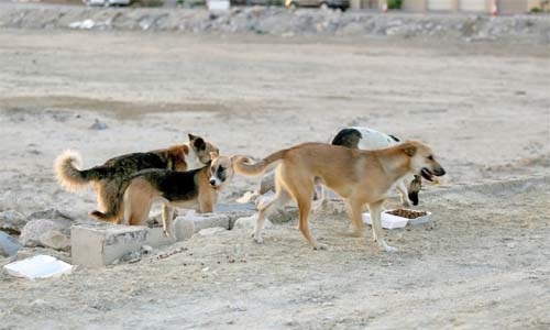 Bahrain Ministry issues tender to catch and neuter stray dogs   