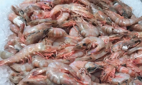 Over a tonne of fresh shrimp confiscated