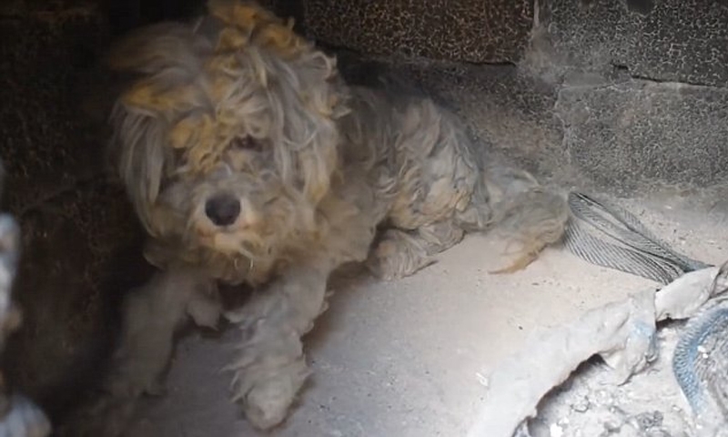 Clever dog survives raging Greek wildfires hiding in an oven