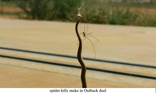 Not so incy wincy: spider kills snake in Outback duel