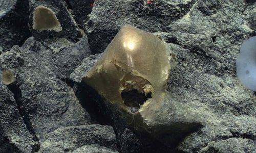 Delightfully strange: Mystery ‘golden egg’ found on ocean floor
