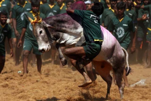 India’s top court halts bull running festival