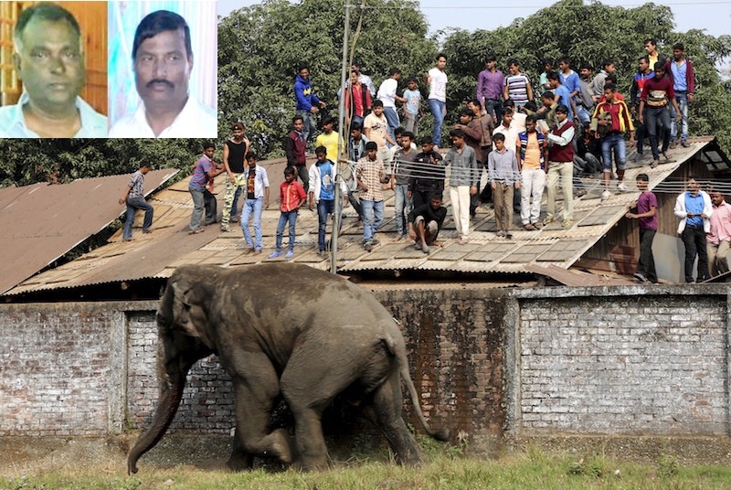 Expatriates trampled by elephant during house warming ceremony 