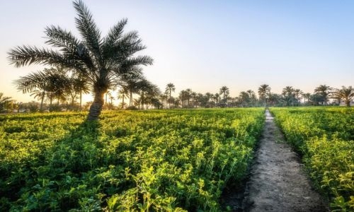 More trees, less heat for Bahrain: Experts