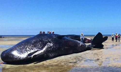 Rubbish haul found in stomach of dead whale in Taiwan